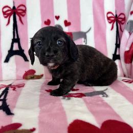 Mr  Orange Collar - Brindle male Dachshund puppy in Willow Springs, Missouri from Krazy Acre Farm