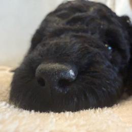 Poodle puppies from A Stone’s Throw Miniature Poodles