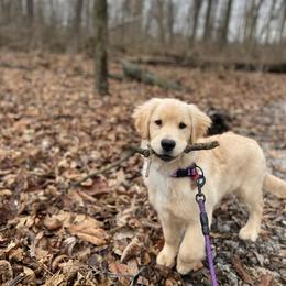 Golden Retriever Puppies from Landin Doner