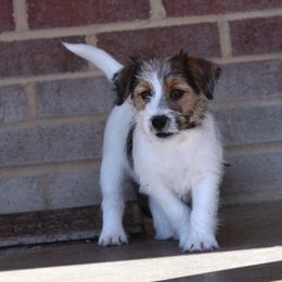 Nutmeg Boy 3 - White and tan male Russell Terrier puppy in Middletown, Virginia from DBF Russell Terriers