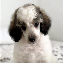 Girl 5 - Poodle puppy in Stuart, Florida from AKC/Excellent + Good OFA Sweet Delightful Poodles