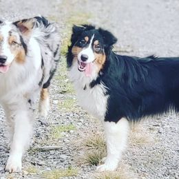 Australian Shepherds from BlueSpark Australian Shepherds