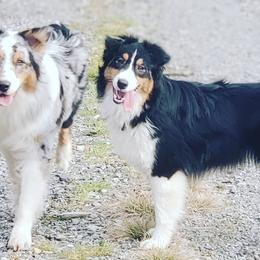 Australian Shepherds from BlueSpark Australian Shepherds