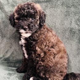 Shadow - Black tri-color female Aussiedoodle puppy in Sandy, Oregon from MC Doodles