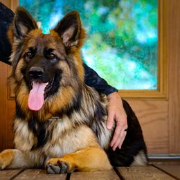 Yarra - Sable female German Shepherd puppy in Alvarado, Texas from King Of Zion German Shepherds