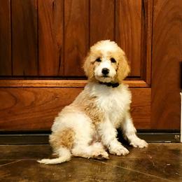 Lyrica - Caramel cream Labradoodle puppy in Weatherford, Texas from Oodles of poodles and doodles