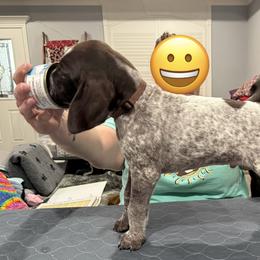 German Shorthaired Pointer Puppies from Royal Chaos GSP