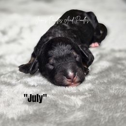 July - Tri-color male Bernedoodle puppy in Cleveland, Georgia from Jam's Doodles And Poodles