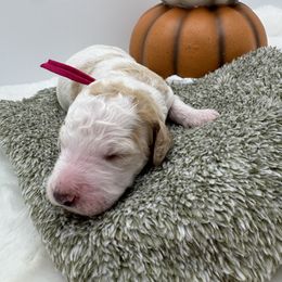 Hot pink collar - Parti female Goldendoodle puppy in Meridian, Mississippi from Smoodles