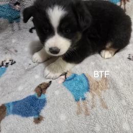 Girl 2 - Black tri female Miniature Australian Shepherd puppy in Bend, Oregon from Badlands Toy and Mini Aussies