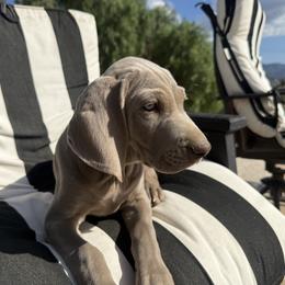 Weimaraner Puppies from Kennedy Weimaraners