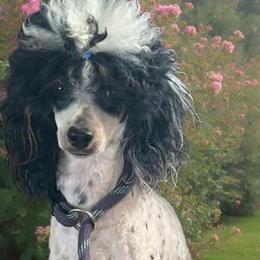 Icon - Phantom male Poodle puppy in Wheatland, California from Sapphire Ridge Poodles