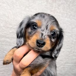 Dachshund Puppies from Natural State Dachshunds