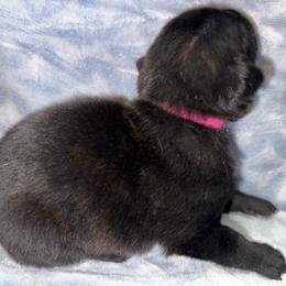Voodoo - Black brindle female Dutch Shepherd puppy in Saint Amant, Louisiana from Mercy Kennels
