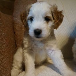 Pearl - female Golden Mountain Doodle puppy in Jim Falls, Wisconsin from Pup Paw-fection