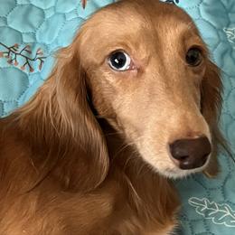 Candy - Dachshund