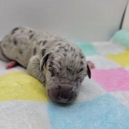Levi - Merle male Great Dane puppy in Kannapolis, North Carolina from Carolina Great Danes & Toy Poodles