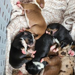 Australian Shepherds from Wilder than the West Standard Australian Shepherds