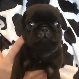 Navy blue collar - Black male Pug puppy in Deer Park, Texas from Butler Pugs and Frenchies