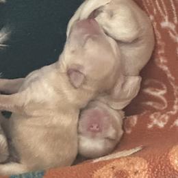 Chihuahua Puppies from Wild Mountain Chihuahuas