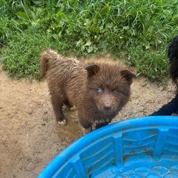 Boy 3 - Red and white male Siberian Husky puppy in Jonesborough, Tennessee from Dry Creek Siberians