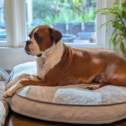 Boxer Puppies from Classic City Boxers