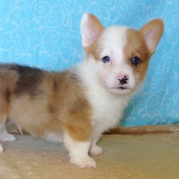 Australian Cattle Dog and Pembroke Welsh Corgi Puppies from Heelers in Texas
