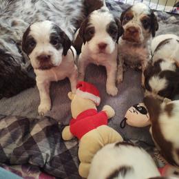 English Springer Spaniel Puppies from Erica Chapman