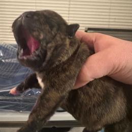 A - Brindle female Staffordshire Bull Terrier puppy in Brandon, Florida from Angels & Myths