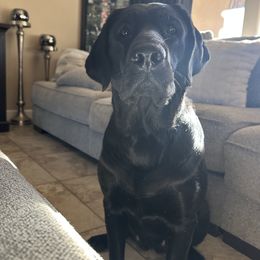 Labrador Retriever Puppies from Luvable AZ Labs