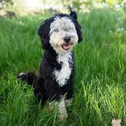 Stryker - Bernedoodle