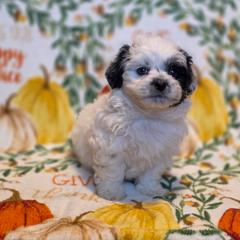 Poodle, Shichon, Shihpoo, Shih Tzu, and Shorkie Puppies from Ever After Tails