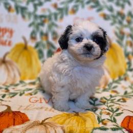 Poodle, Shichon, Shihpoo, Shih Tzu, and Shorkie Puppies from Ever After Tails