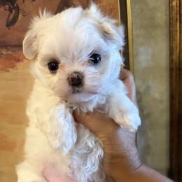 Boy 2 - White male Maltese puppy in North Port, Florida from Sandykov
