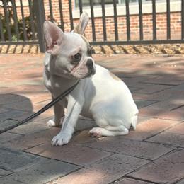 French Bulldog Puppies from Southern Mississippi Frenchies