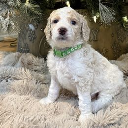 Light Green - Parti male Poodle puppy in Vidor, Texas from East Bunch Poodles