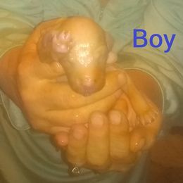 Poodle Puppies from Marilyn's Standard Poodles