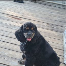 Tizzy - Cocker Spaniel