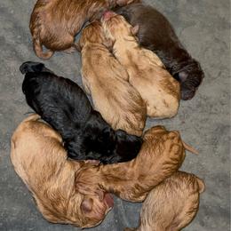Female 4 - Yellow female Labrador Retriever puppy in Wardensville, West Virginia from Sager’s Labrador Puppies