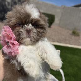 Grace - Lilac female Shih Tzu puppy in Coolidge, Arizona from Shih Tzu’s  ‘N’ Love