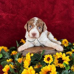 Bowie - Merle male Labradoodle puppy in Elizabeth City, North Carolina from Howdy Doodles
