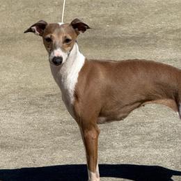 KOKO - Italian Greyhound
