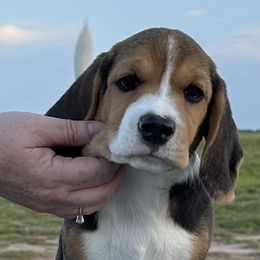 Beagle Puppies from Alakay Beagles