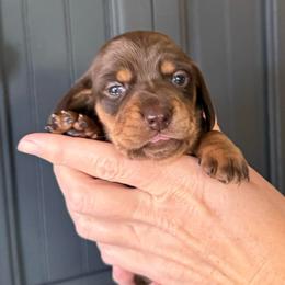 Brownie the chocolate and cream - Chocolate and cream female Dachshund puppy in El Cajon, California from Lisa Buxton