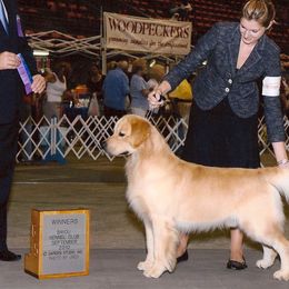 Golden Retriever adult dog