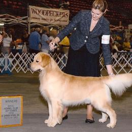 Golden Retriever adult dog