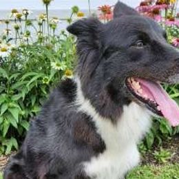Lucy - Border Collie