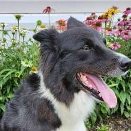 Lucy - Border Collie