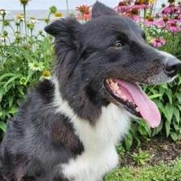 Lucy - Border Collie