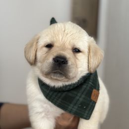 Labrador Retriever Puppies from Sugarpine Labradors